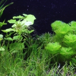 植栽から16日目（トリミングから3日目）　アナカリス